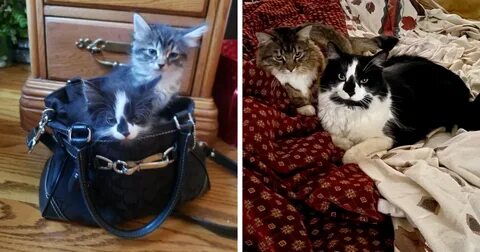 Почему взрослые коты
