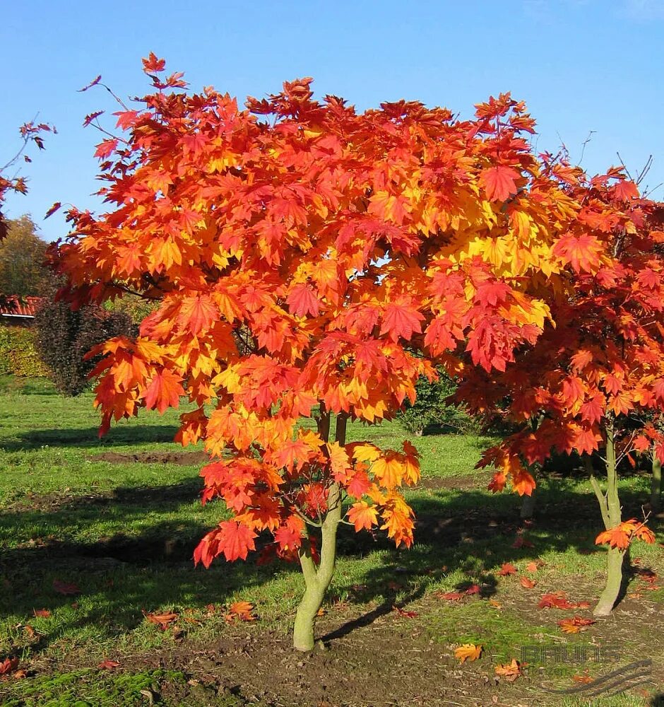 Клен в лиственном лесу. Клен пальматум. acer japonicum (клен). клён японский (ácer japónicum). канадский красный карликовый клен.
