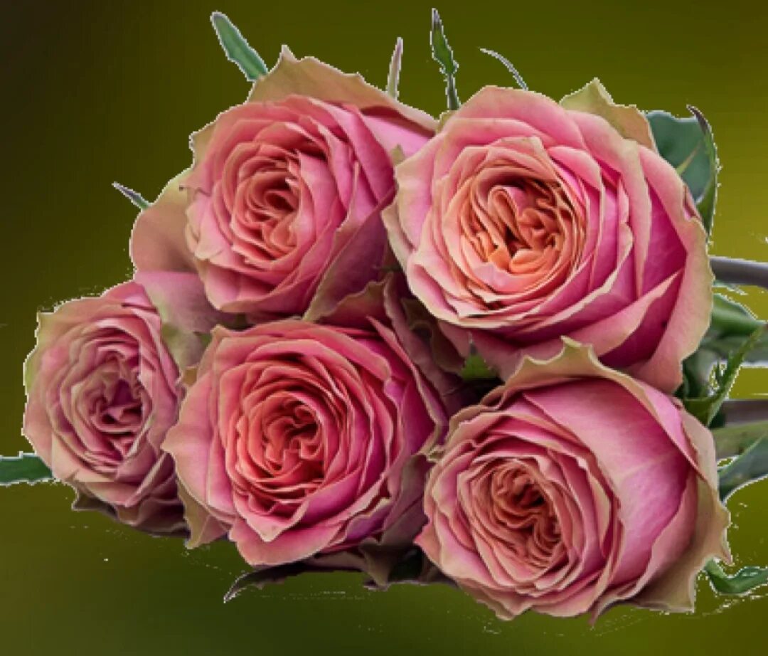 Rose Wild Look...Sold in bunches of 10 stems from the Flowermonger the wholesale