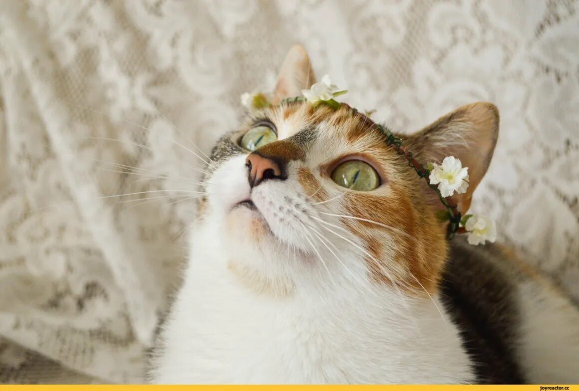 Коты фото эстетика. Котики эстетика. Милый кот эстетика. Котики эстетика. Вальяжная кошка.