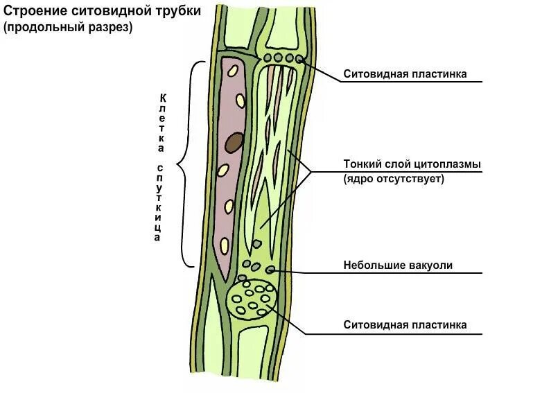 Структуры сосудов и ситовидных трубок