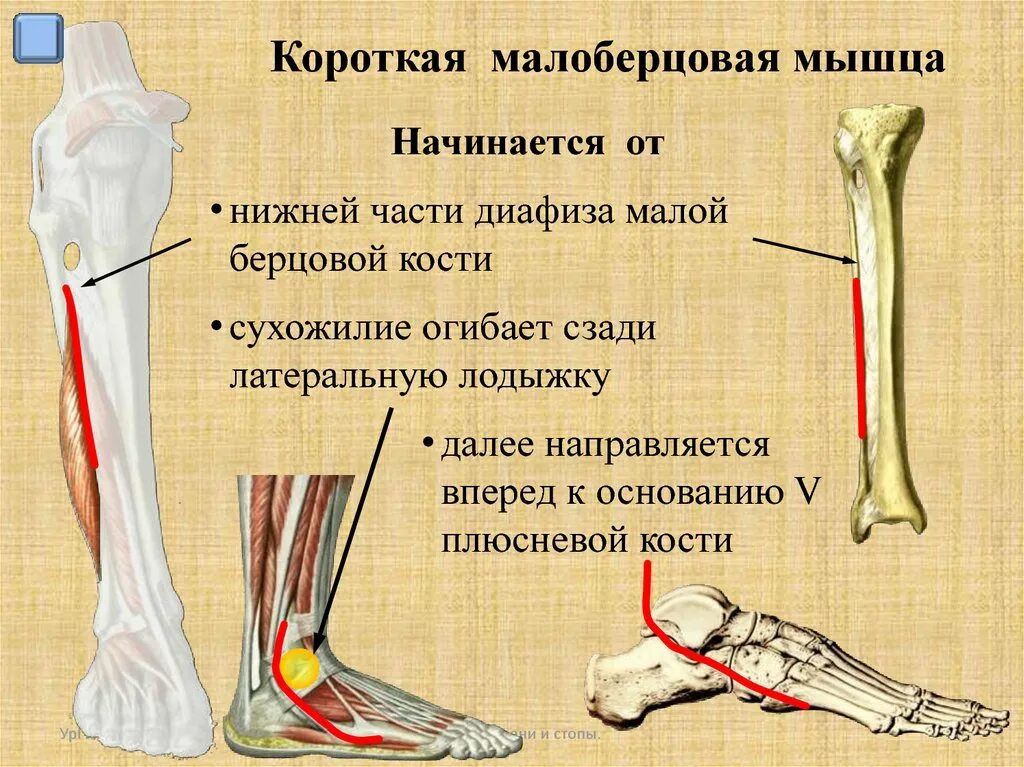 Почему болят берцовые кости