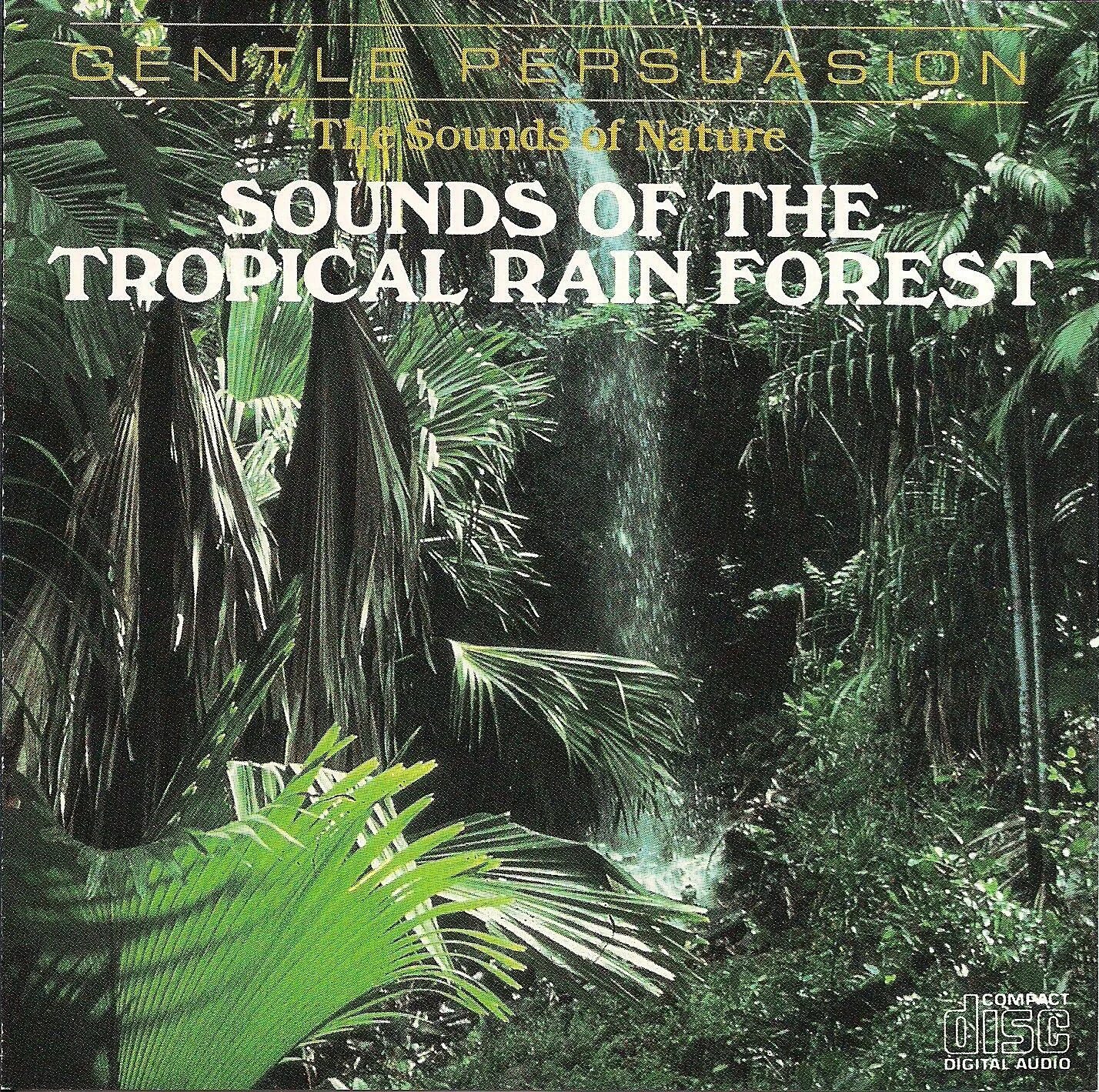 Zen forest. Sounds of the forest. Sons of the forest (лес 2). Sounds of the forest. Пиньинь 你.