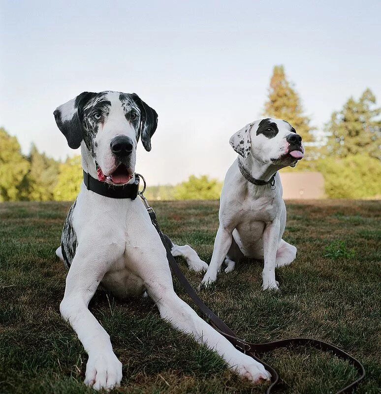 Благородная собака. Great Dane собака. Порода немецкий дог. Немецкий дог щенок. Немецкий дог кобель.