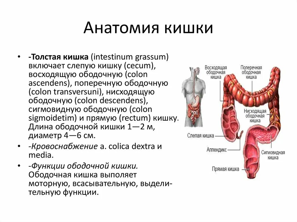 Сколько сантиметров кишка. Ректосигмоидный отдел толстой кишки топография. Толстый и тонкий кишечник анатомия строение и функции. Анатомия восходящего отдела толстой кишки. Толстая кишка анатомия анатомия.