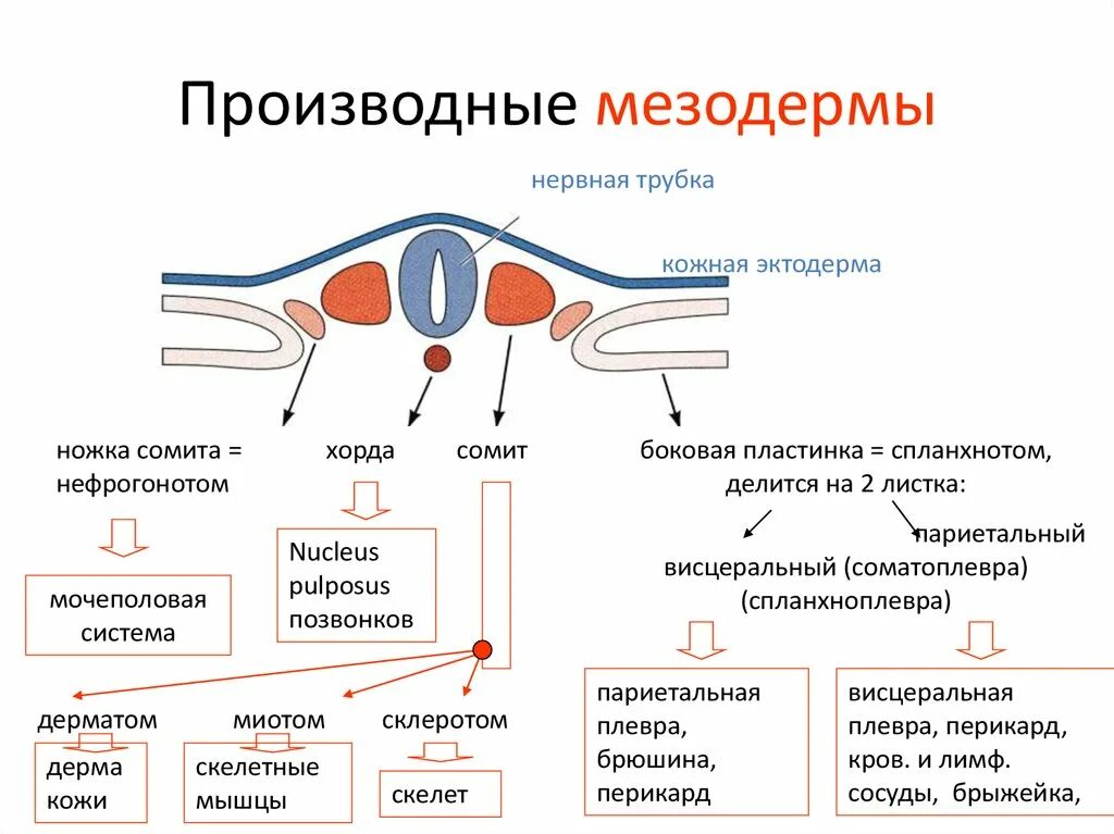 Мезодерма какая система. Нефрогонотом мезодермы. Сомиты и спланхнотом. Париетальный листок мезодермы. Производные мезодермы сомитов.