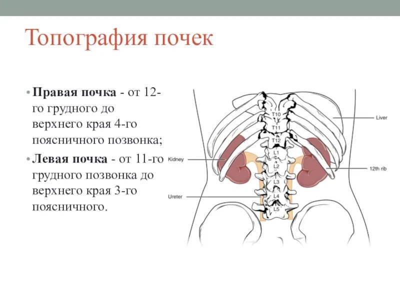 Показать где находятся почки. Топографическая анатомия почек. топография почки анатомия. топография почки скелетотопия. сзади левая почка соприкасается с.