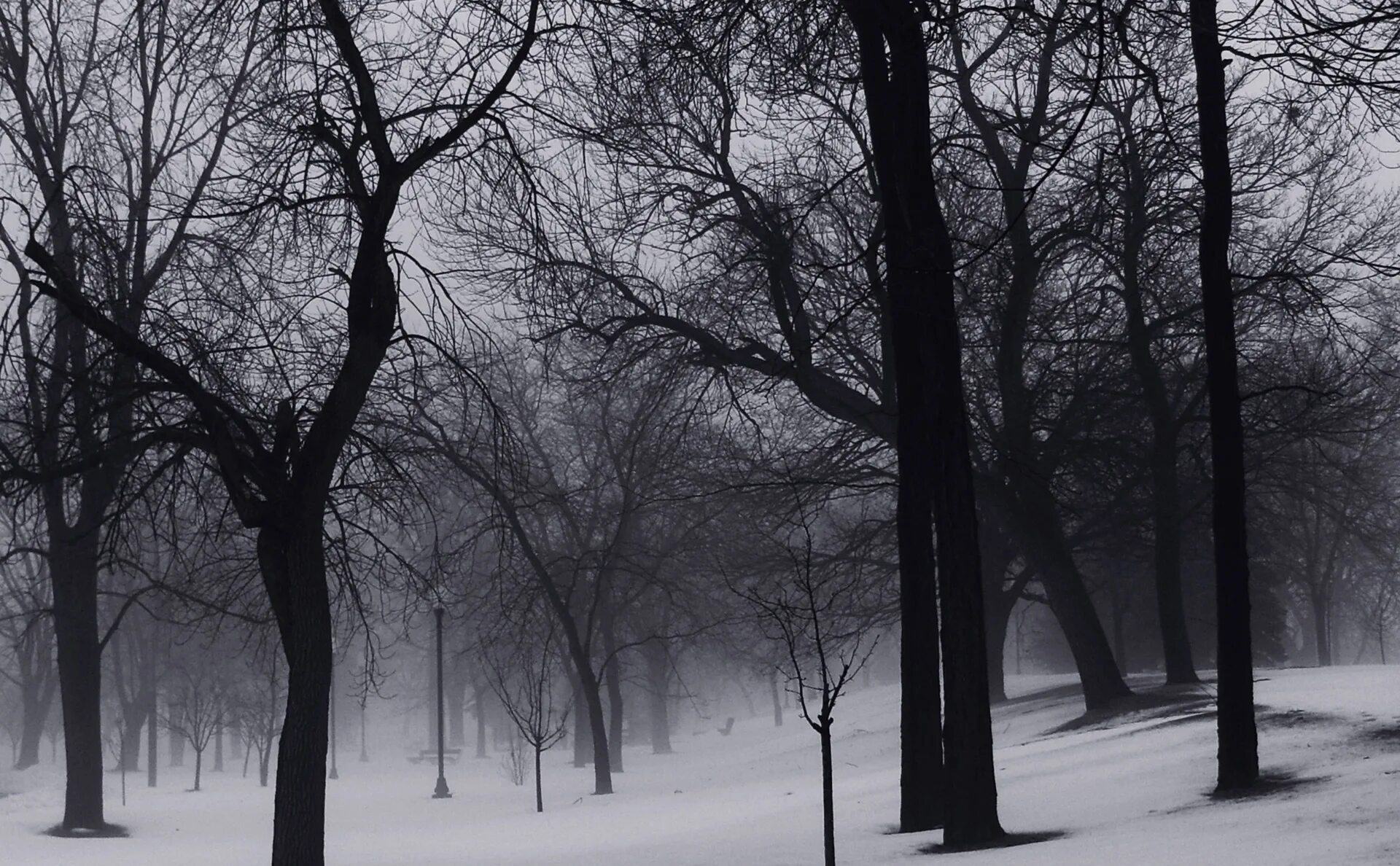 Мрачный зимний лес. Мрачный пейзаж. Мрачный зимний пейзаж. Мрачные деревья зимой.