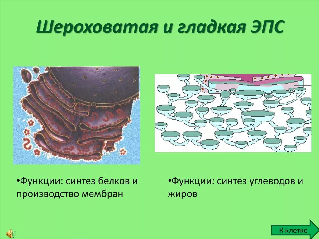 Шероховатая эпс синтез белков. Шероховатая ЭПС строение. Гладкая ЭПС строение. Эндоплазматическая сеть гладкая и шероховатая. Гладкая и гранулярная эндоплазматическая сеть.