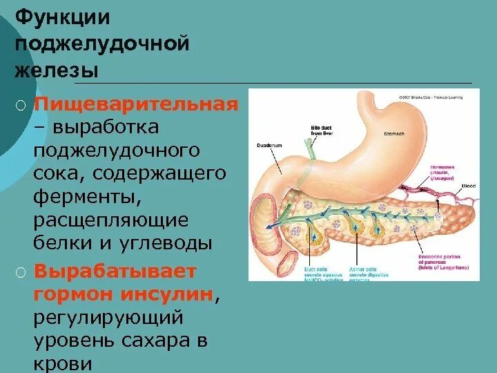 Каково внутреннее строение поджелудочной железы. Эндокринная система поджелудочная железа строение. Поджелудочная железа анатомия функции. Экзокринные железы поджелудочной железы. Поджелудочная железа строение анатомия и физиология человека.