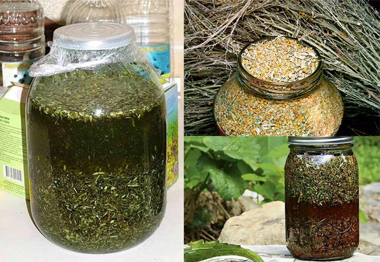Народной лечение полынью