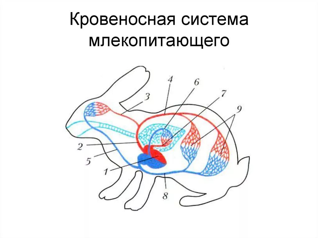 Особенности кровообращения млекопитающих. Схема строения кровеносной системы млекопитающих. Схема строения кровеносной системы кролика. Схема строения кровеносной системы млекопитающих кролика. Кровеносная система млекопитающих схема биология 7 класс.