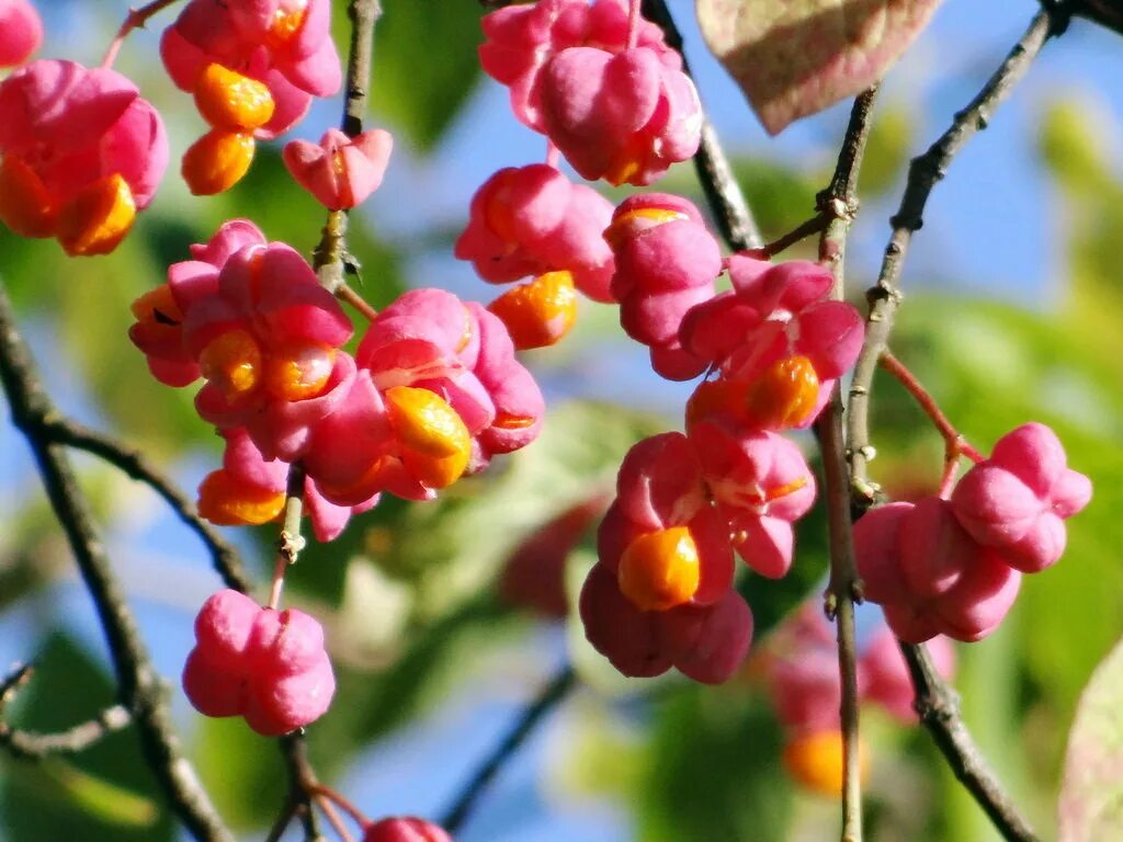 бересклет бородавчатый кустарник. бересклет бородавчатый. бересклет европейский цветок. бересклет бородавчатый листья. бересклет лесной кустарник.