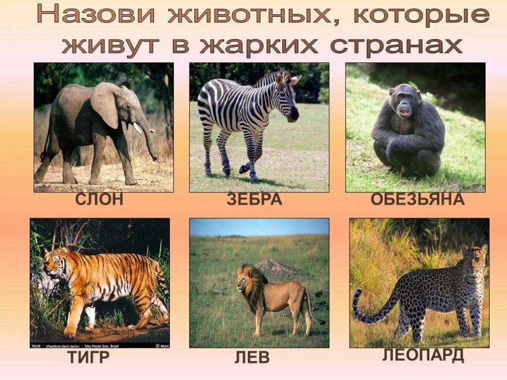 самое крупное животное на суше. моюнкумская саванна. какой природной зоне обитают зебры львы слоны. танзания уникальный животный мир\. какой природной зоне обитают зебры львы слоны.