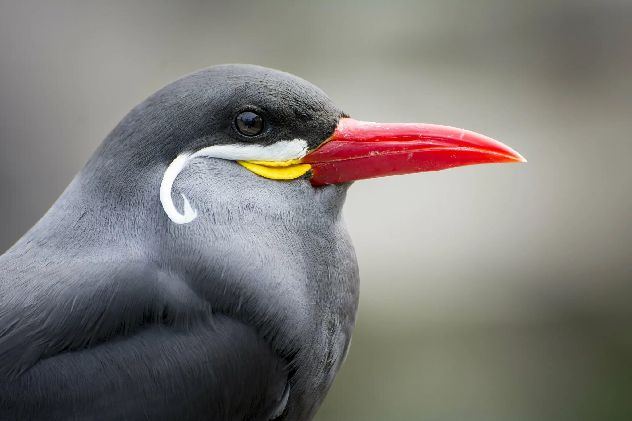 Крачка Инка. Черная птица с красным клювом. Клювы птиц. Черная птица с большим красным клювом.