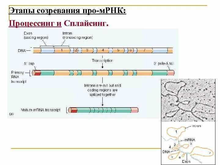 Процессинг МРНК эукариот этапы схема. Этапы созревания процессинг ИРНК 1- сплайсинг 2 модификация. Созревание РНК процессинг и сплайсинг. Процессинг и сплайсинг эукариот.