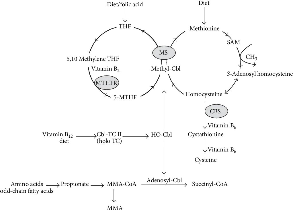 Синтез фолиевой кислоты схема. Цикл фолиевой кислоты. Фолатный цикл и гомоцистеин. Метаболизм витамина в12.