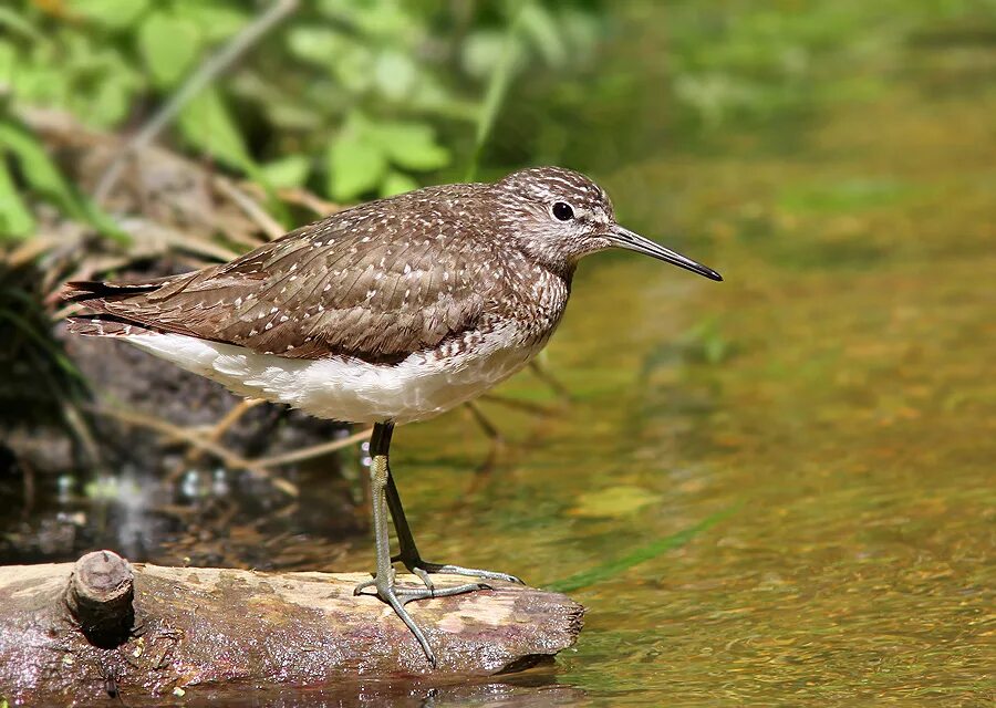 Малый веретенник limosa lapponica. Кулик кроншнеп. Щеголь джек. Родич кулика. Птица кулик большой улит.