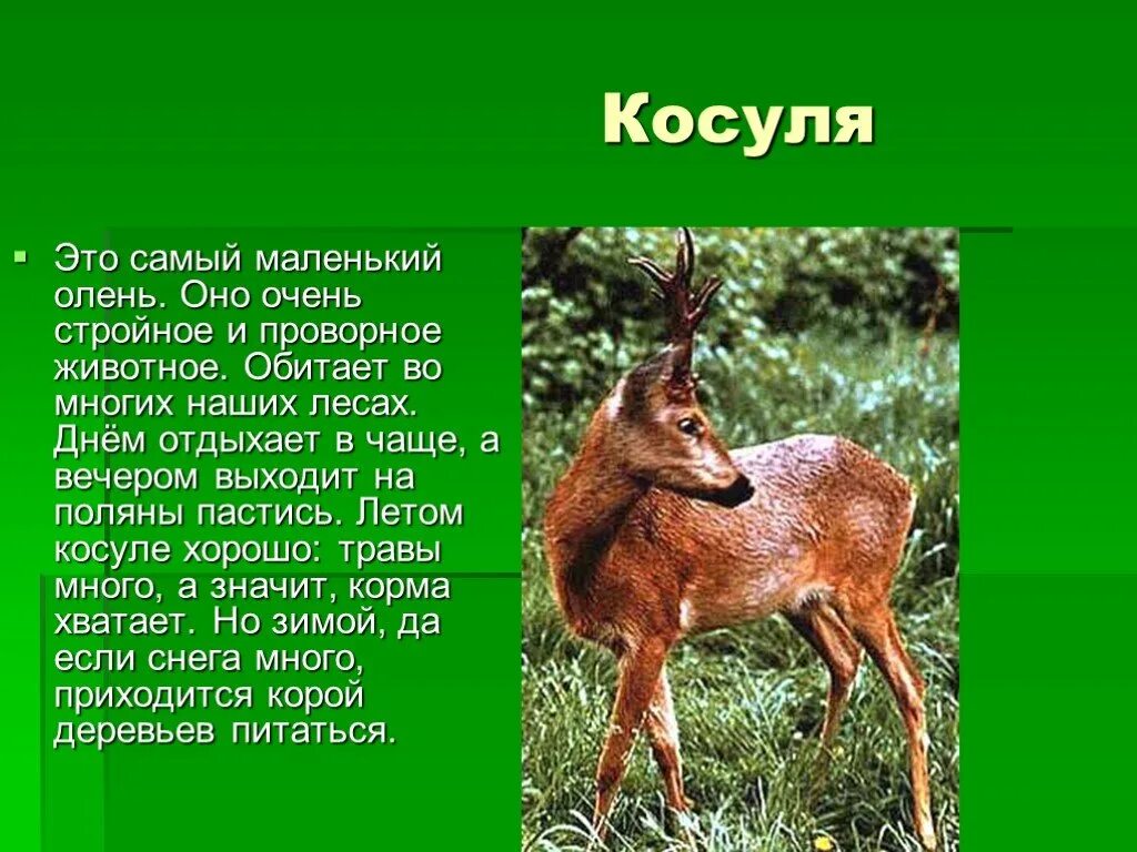 В какой природной зоне живет лось. Рассказ о косуле 4 класс. Косуля информация. Косуля доклад. Интересные факты о косуле.