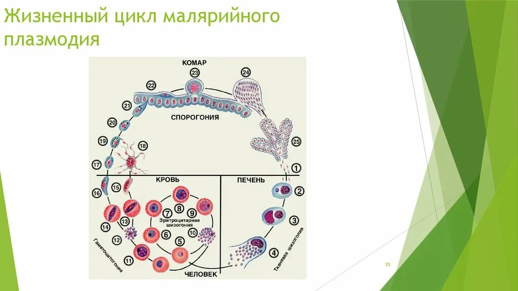 Цикл малярийного плазмодия. Стадии жизненного цикла малярийного плазмодия. Цикл развития малярийного плазмодия схема. Класс Споровики цикл развития малярийного плазмодия. Малярия цикл развития малярийного плазмодия