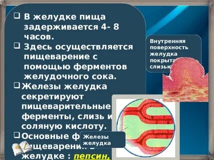 Ферменты кислота в желудке