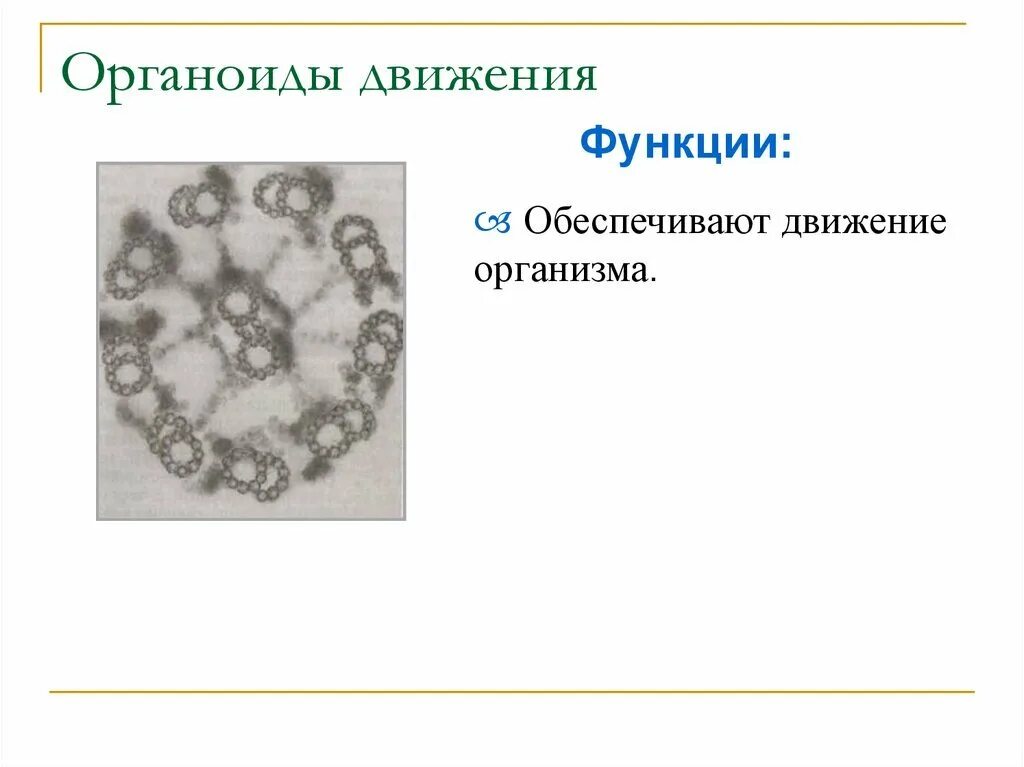 Органоиды передвижения функции. Органоиды движения. органоиды движения функции. органоиды движения строение. органоиды движения клетки.