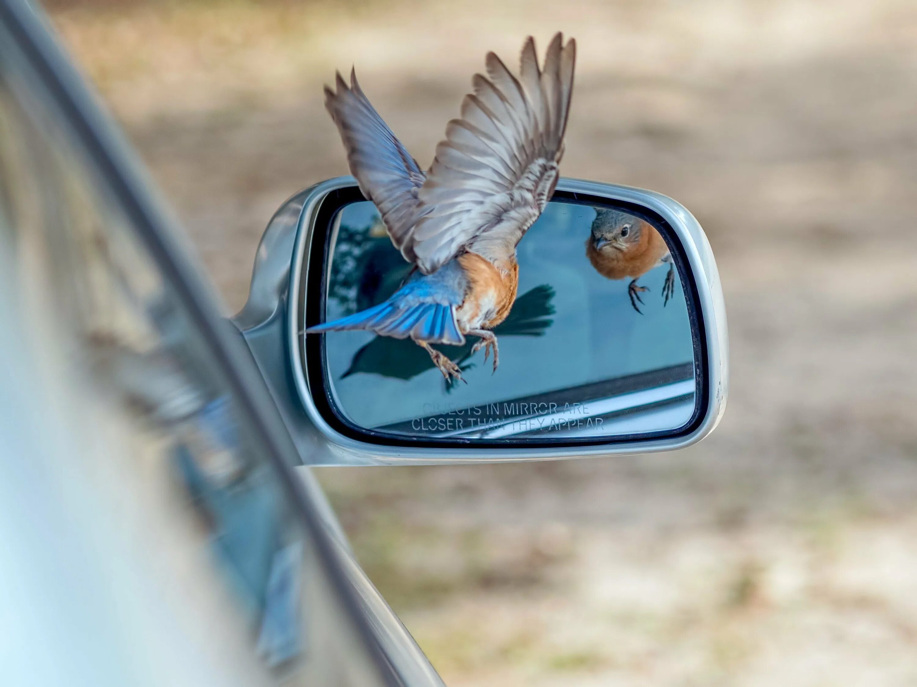 Машина bird. Машина птица. Птичка на зеркале машины. Авто с птичкой. Птицы на дороге.