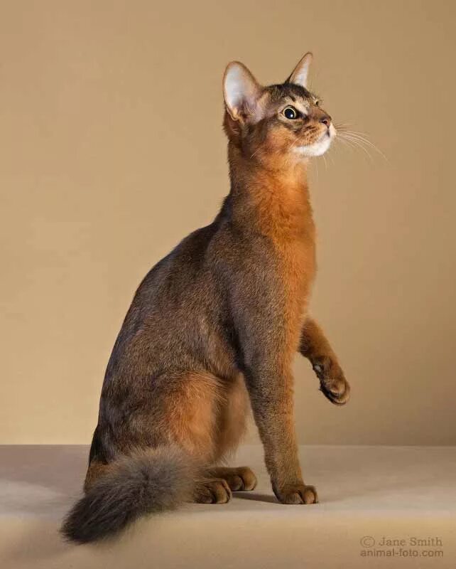Абиссинская Сомали. Абиссинская кошка голубая. Сомалийский кот абиссинец. Сомалийская кошка соррель. Породы кошек дикого окраса