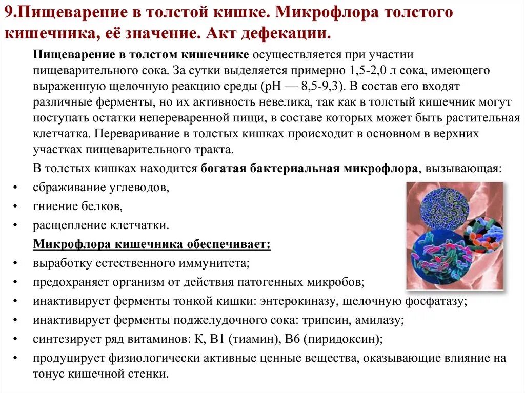 Толще значение. Пищеварение в толстом кишечнике роль микрофлоры. Функции нормальной микрофлоры Толстого кишечника. Пищеварение в толстой кишке значение микрофлоры. Значение нормальной микрофлоры Толстого кишечника.