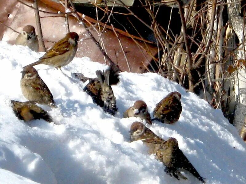 птицы в городе зимой. птицы ждут весну. птицы радуются весне. птицы ждут весну. природа птицы.