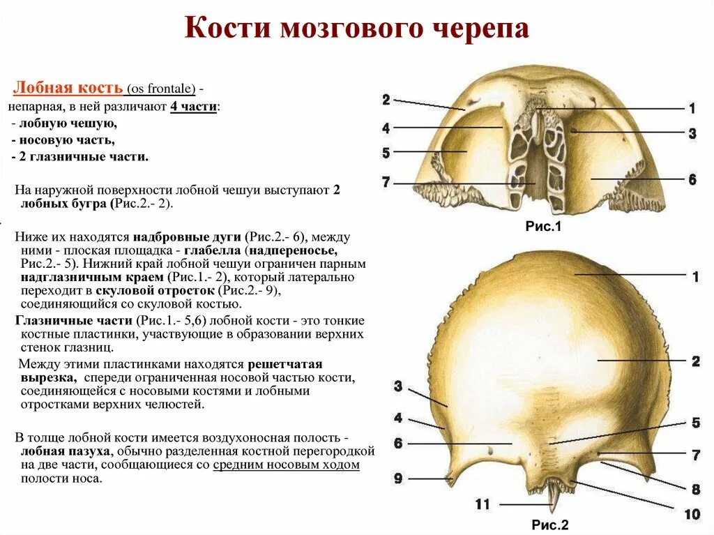 Какие кости относятся к височным. Лобная кость анатомия вид снизу. 2. Кости мозгового отдела черепа.. Мозговой отдел черепа лобная кость. Кости мозгового отдела черепа таблица.