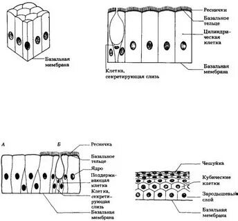 Многослойный цилиндрический эпителий