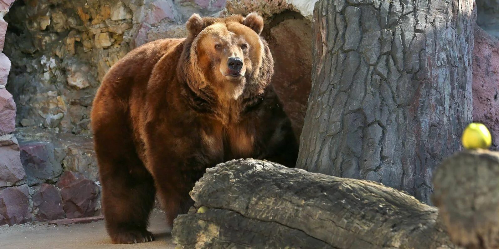 Московский зоопарк бурый медведь. Медведь Гризли в Московском зоопарке. Бурый медведь в зоопарке Москвы. Моковский зоопарк медведь.