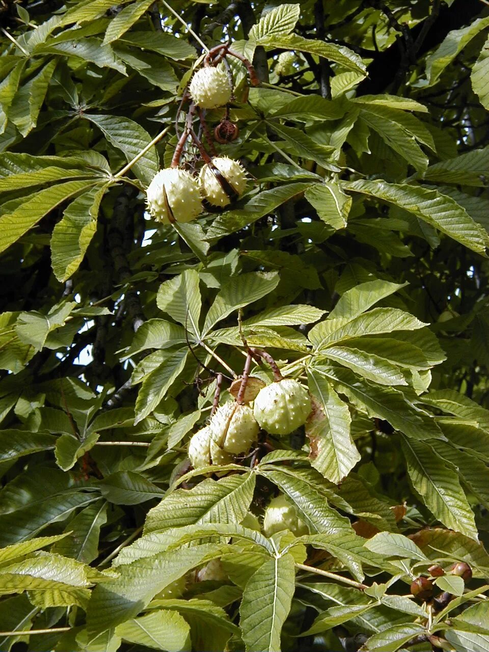 Каштан конский (Aesculus). Каштан конский (Aesculus hippocastanum). Каштан конский обыкновенный дерево. Конский каштан обыкновенный плод. Виды каштановых