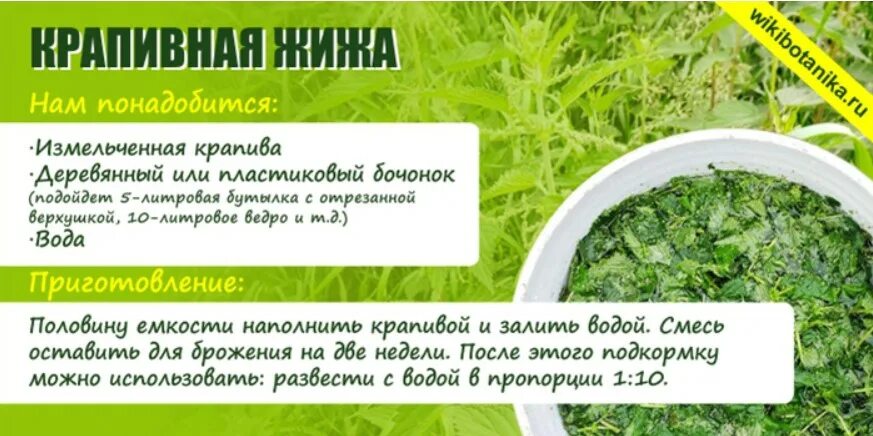 Полив рассады. Опрыскивание рассады. Какие растения подкармливают кефиром. Чем подкормить гортензию. Подкормка гортензии.