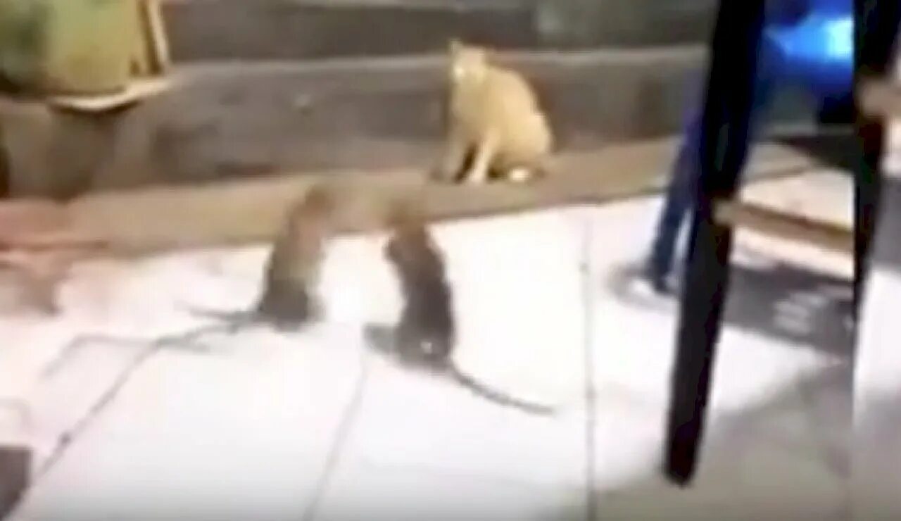 Кот и крыса видео. Кот и крыса видео. Кот и крыса видео. Ловля крыс. Кот и крыса видео.