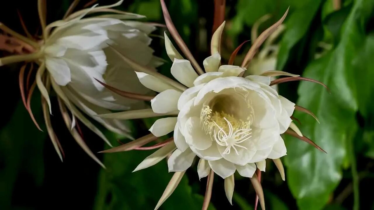 Эпифиллум оксипеталум царица ночи. Цветок кадупул. Кадупул (kadupul flower). Кадупул (epiphyllum oxypetalum). Кадупул королева ночи.
