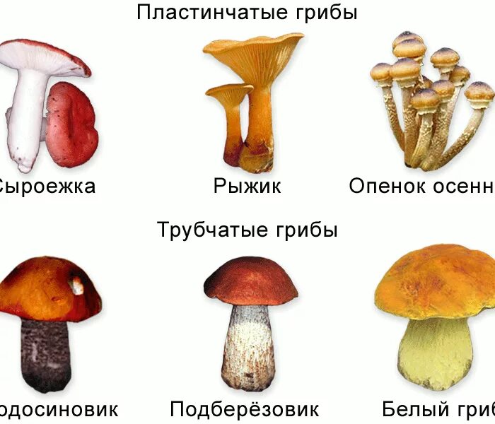 Грибы примеры. Трубчатые ядовитые и несъедобные грибы. ядовитые шляпочные грибы. подосиновик трубчатый или пластинчатый гриб. сыроежка трубчатый или пластинчатый гриб.