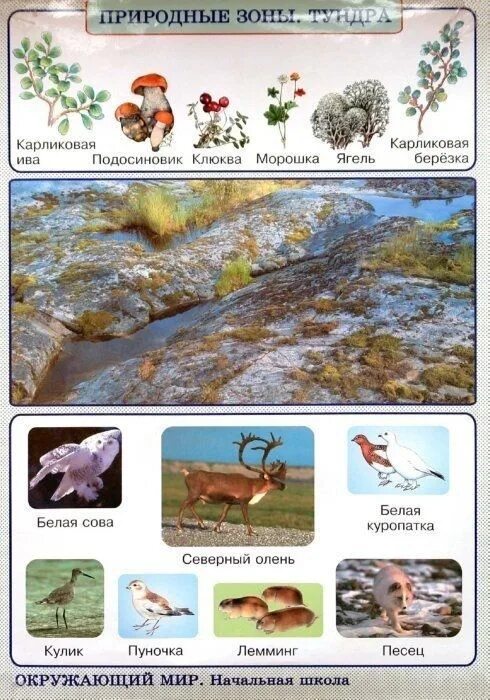 Окружающий мир зона тундра. Природные зоны России тундра. Природные зоны животные и растения. Животный мир природных зон. Растительный мир тундры.