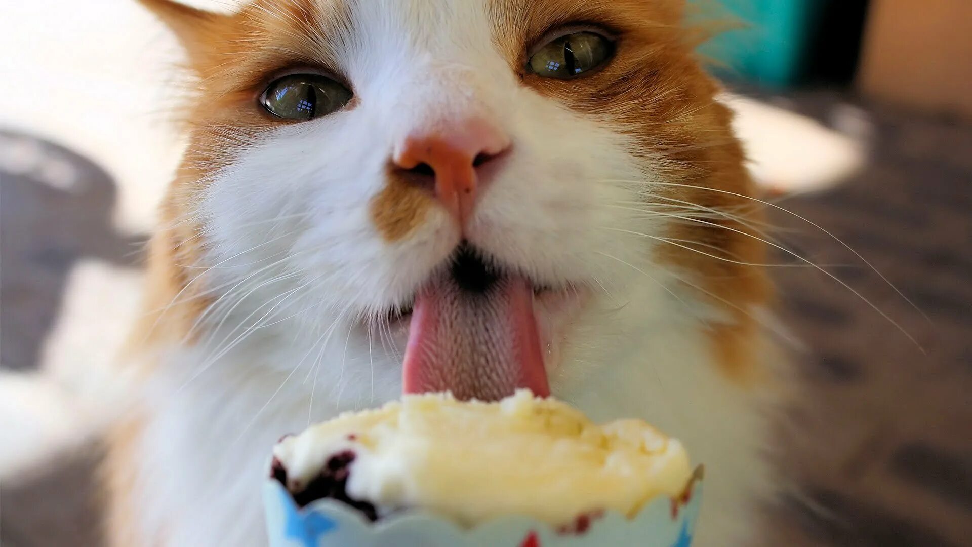 Котик с мороженым. Сладости для кошек. Котик со сладостями. Кот кушает. Коты мороженщик
