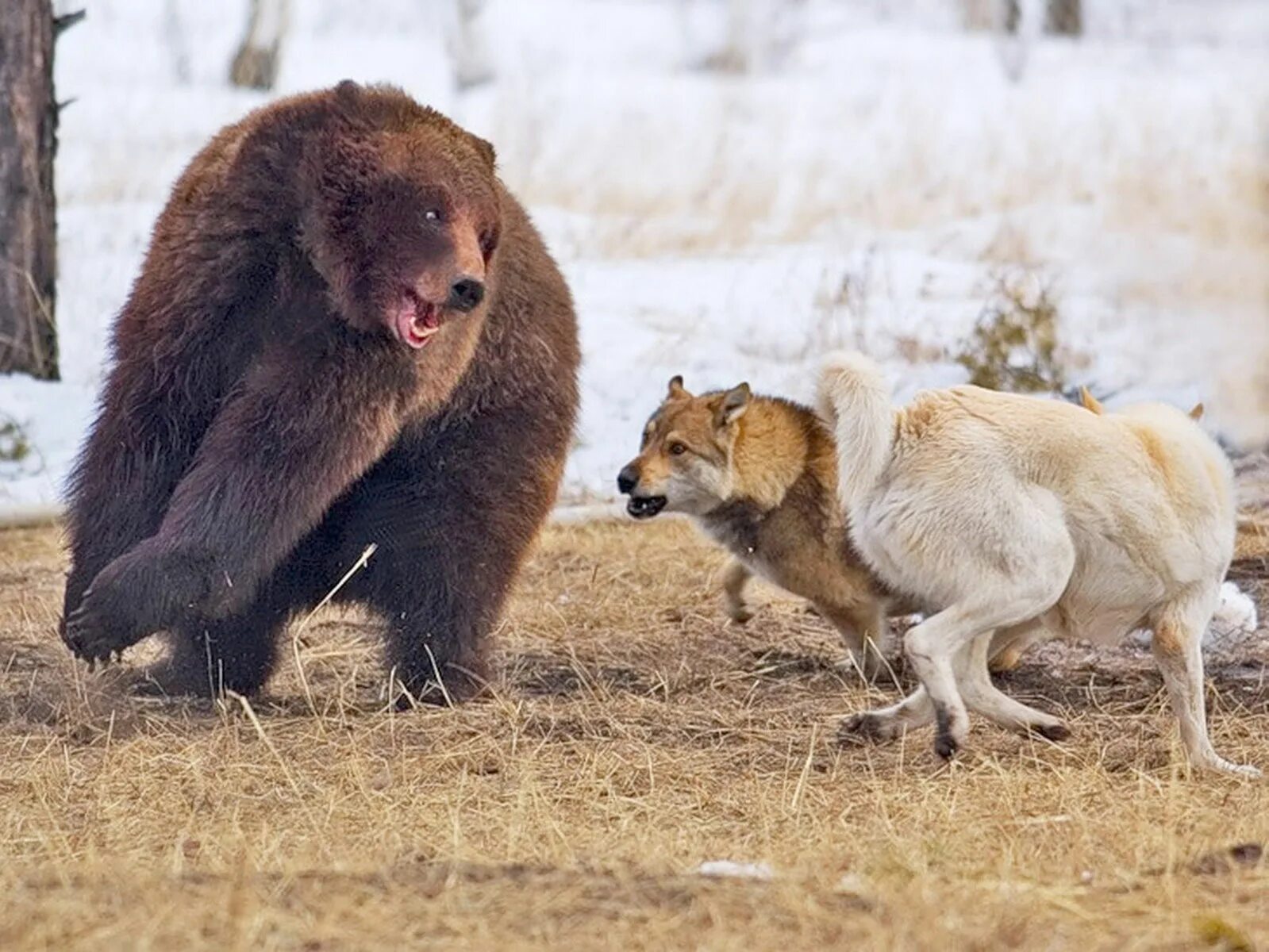 Волк против медведя. Медведь Гризли против Волков.