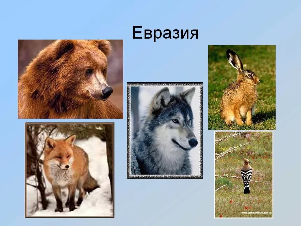 Какие животные обитают в евразии. Животные евразии. животные материка евразия. животные проживающие в евразии. животные которые обитают в евразии.