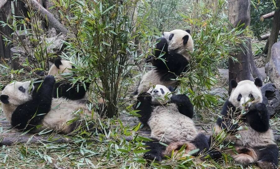 Pandas na
