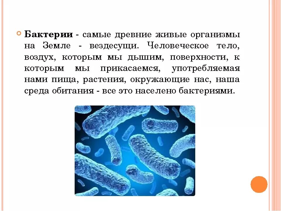 Почему бактерии назвали бактериями