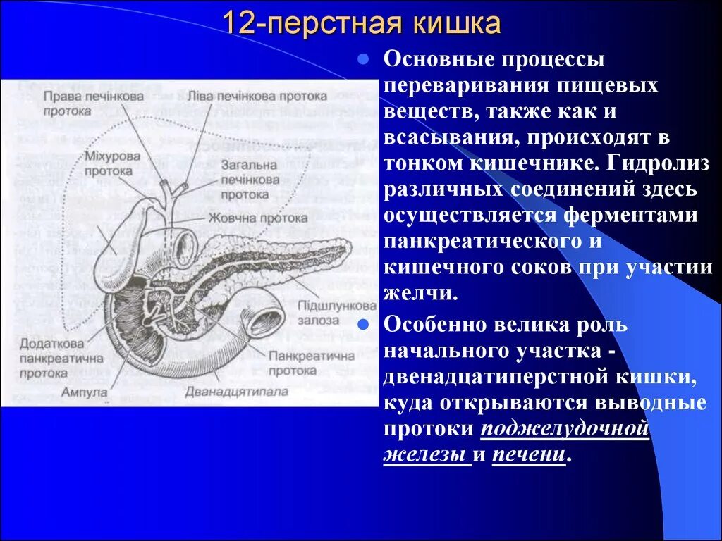 Ферменты 12 перстной. Строение 12перстный кишки в пищеварительной системе. Функции 12 перстной кишки в пищеварении. 12 Ти перстная кишка строение. Строение 12 перстной кишки.