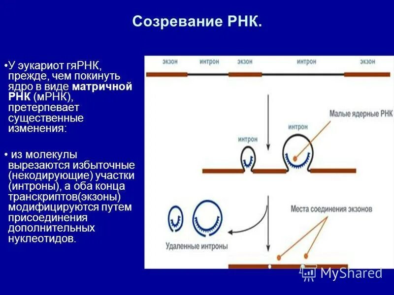 3 созревания рнк