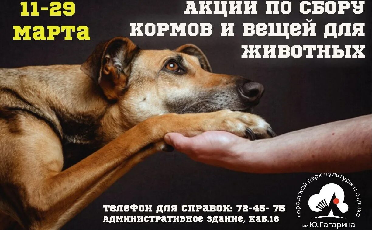Помощь бездомным животным елец. Сбор бездомным животным. акция по сбору корма для бездомных животных. акция сбор корма для бездомных животных. благотворительная акция по сбору корма для бездомных животных.