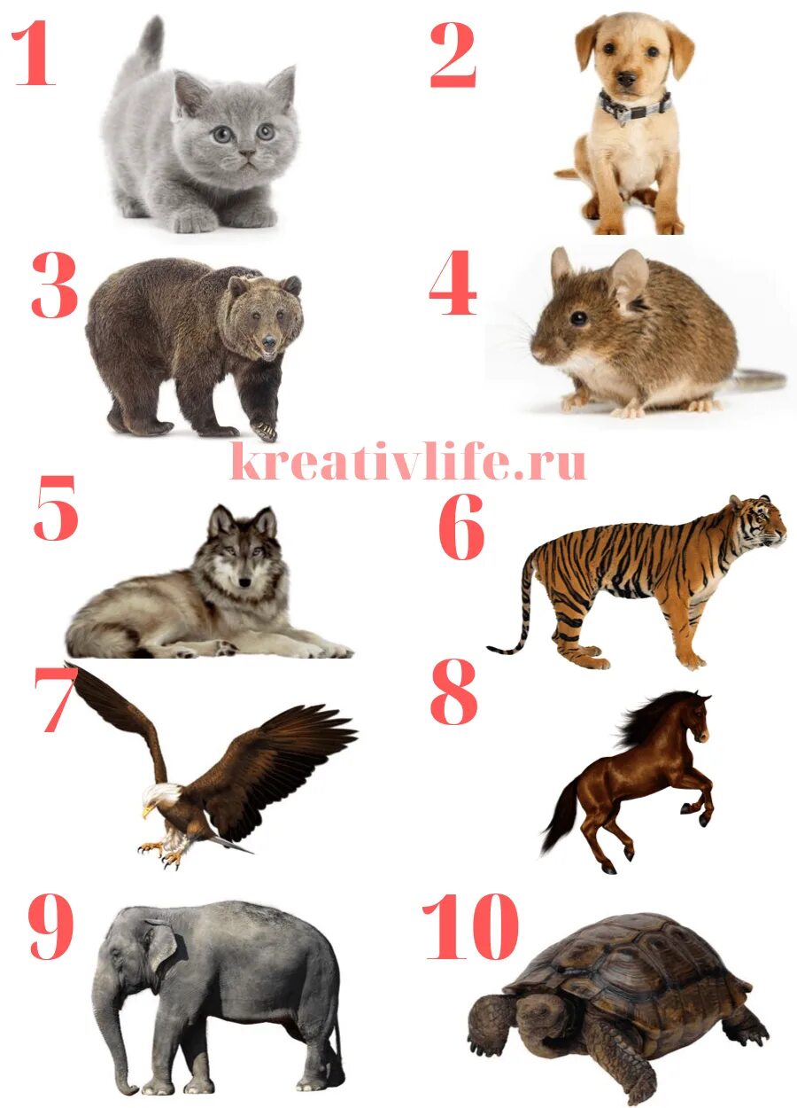 Назовите животное тест. Тесты по картинкам с животными. Животные по характеру. Тест на животное по характеру. Тест какое ты животное.