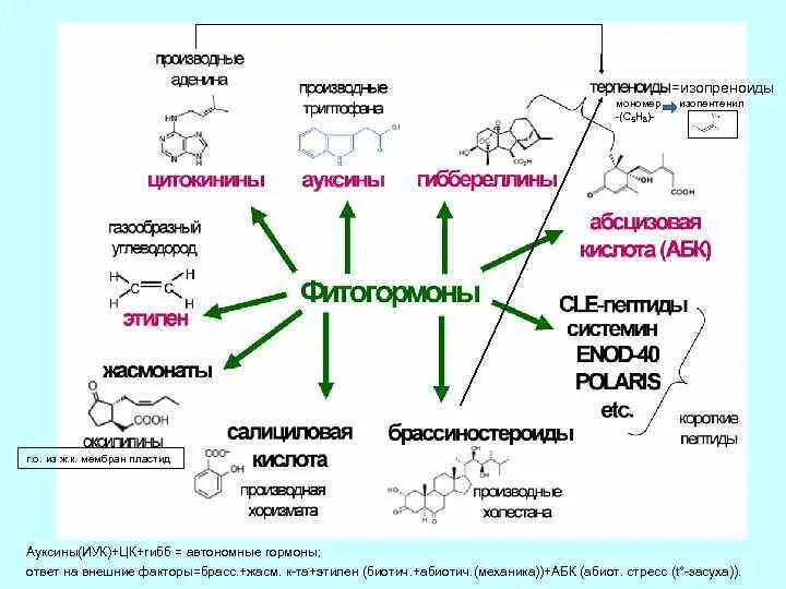Биосинтез мономеров. Биосинтез ауксинов. Схема действия ауксина. Синтез ауксина в растении. Ауксины Биосинтез у растений.