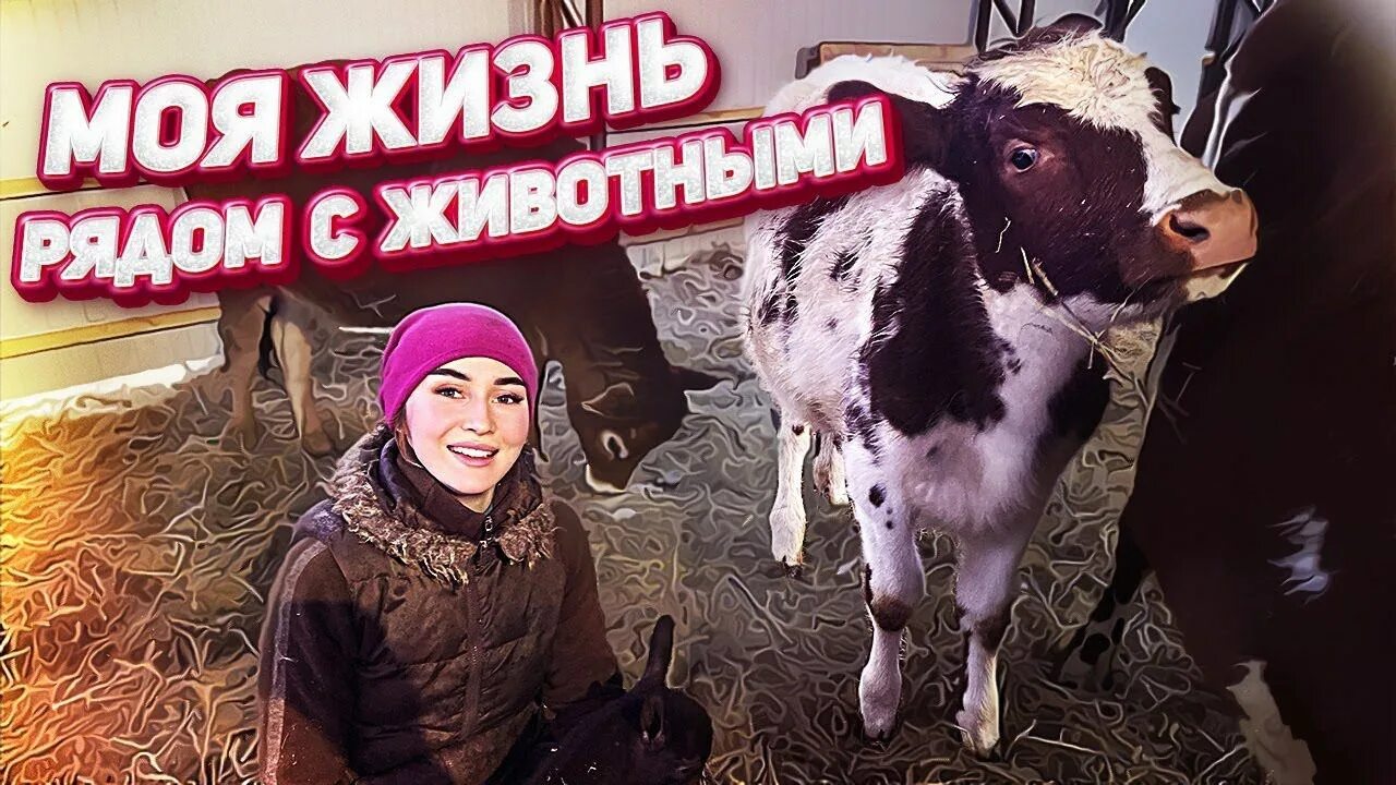Молодая ферма тверь последние. Молодая ферма ютуб. Молодая ферма канал. Молодая ферма. Молодая ферма тверь последние.